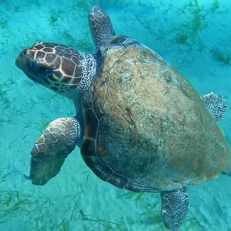 Waterfront - Stunning 6 Bedroom Annita With Pool فيلة *